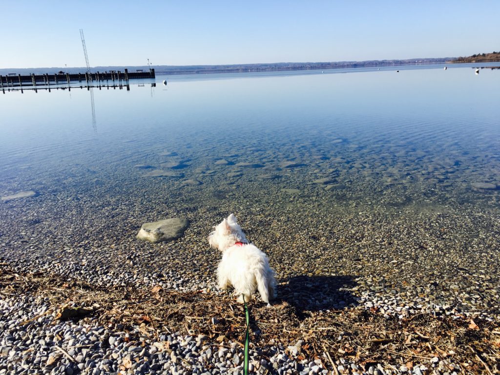 Urlaub Mit Hund Am Ammersee Einen Tag mit Hund am Ammersee - SITZPLATZBRAV