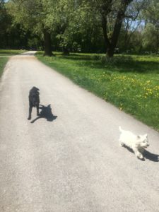 zwei Hunde im Park