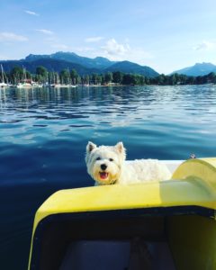 Hund im Boot auf dem Wasser