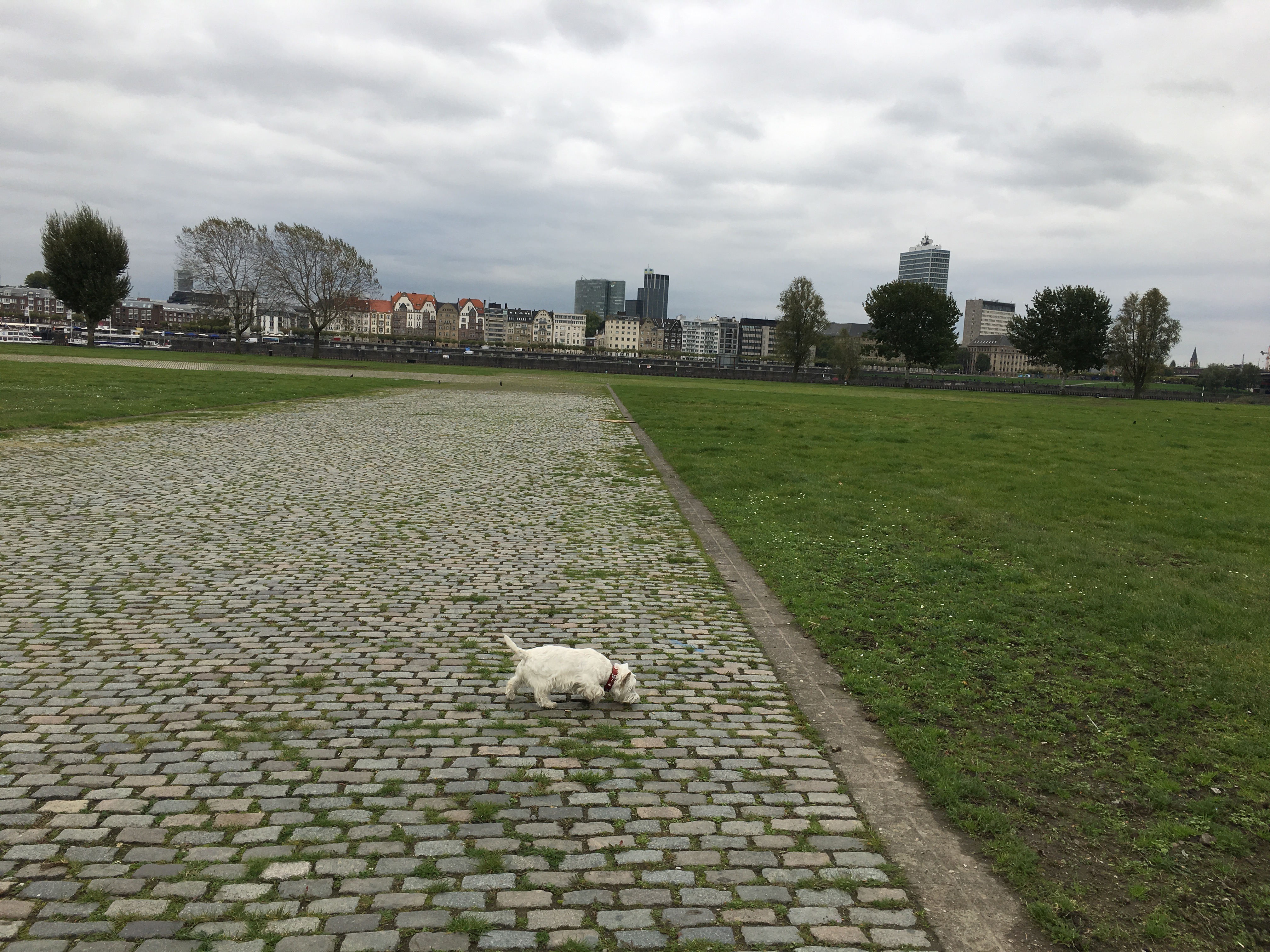 Hund am Rheinufer