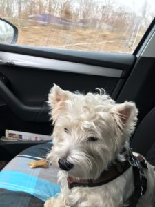 Hund auf dem Beifahrersitz