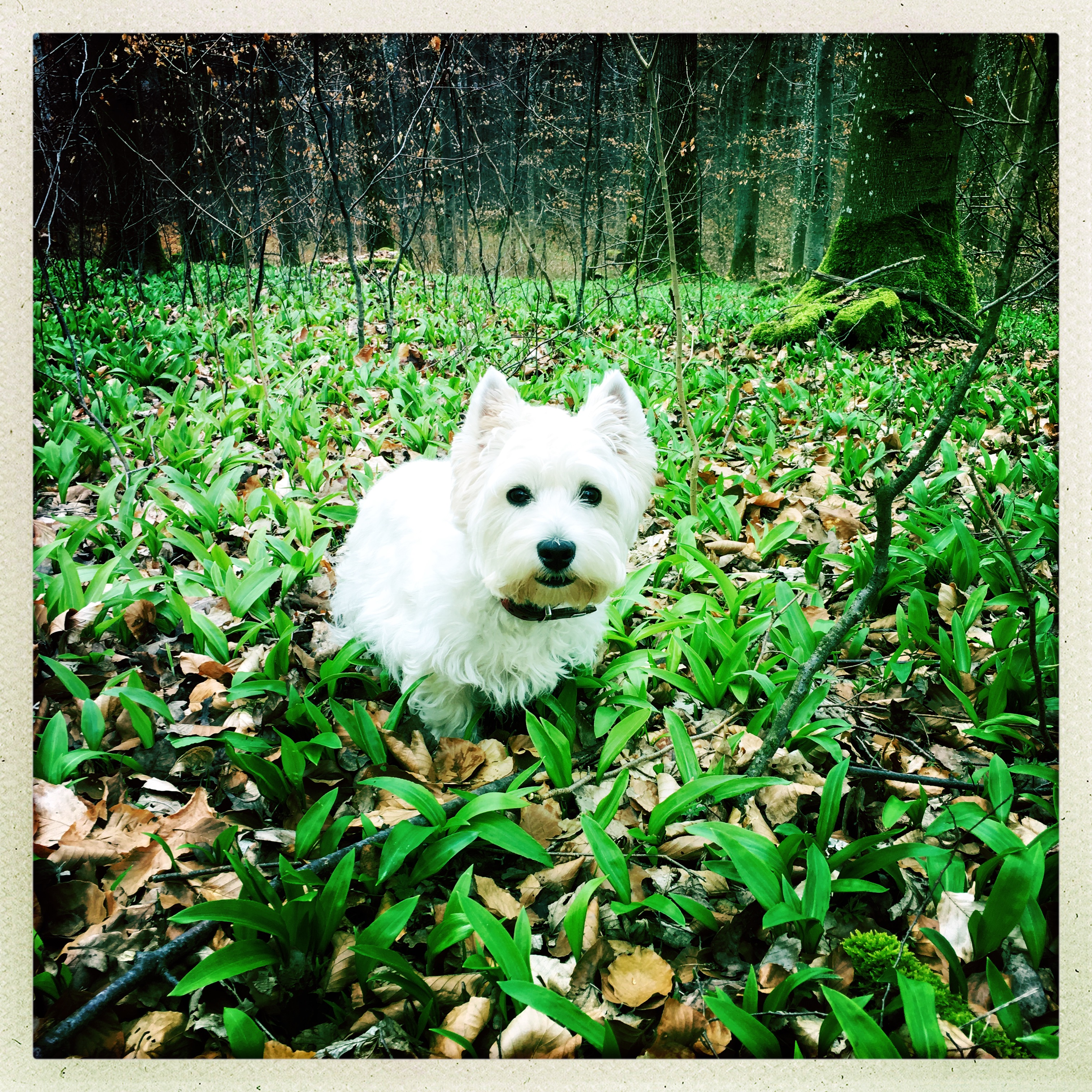 weißer Hund im grünen Wald