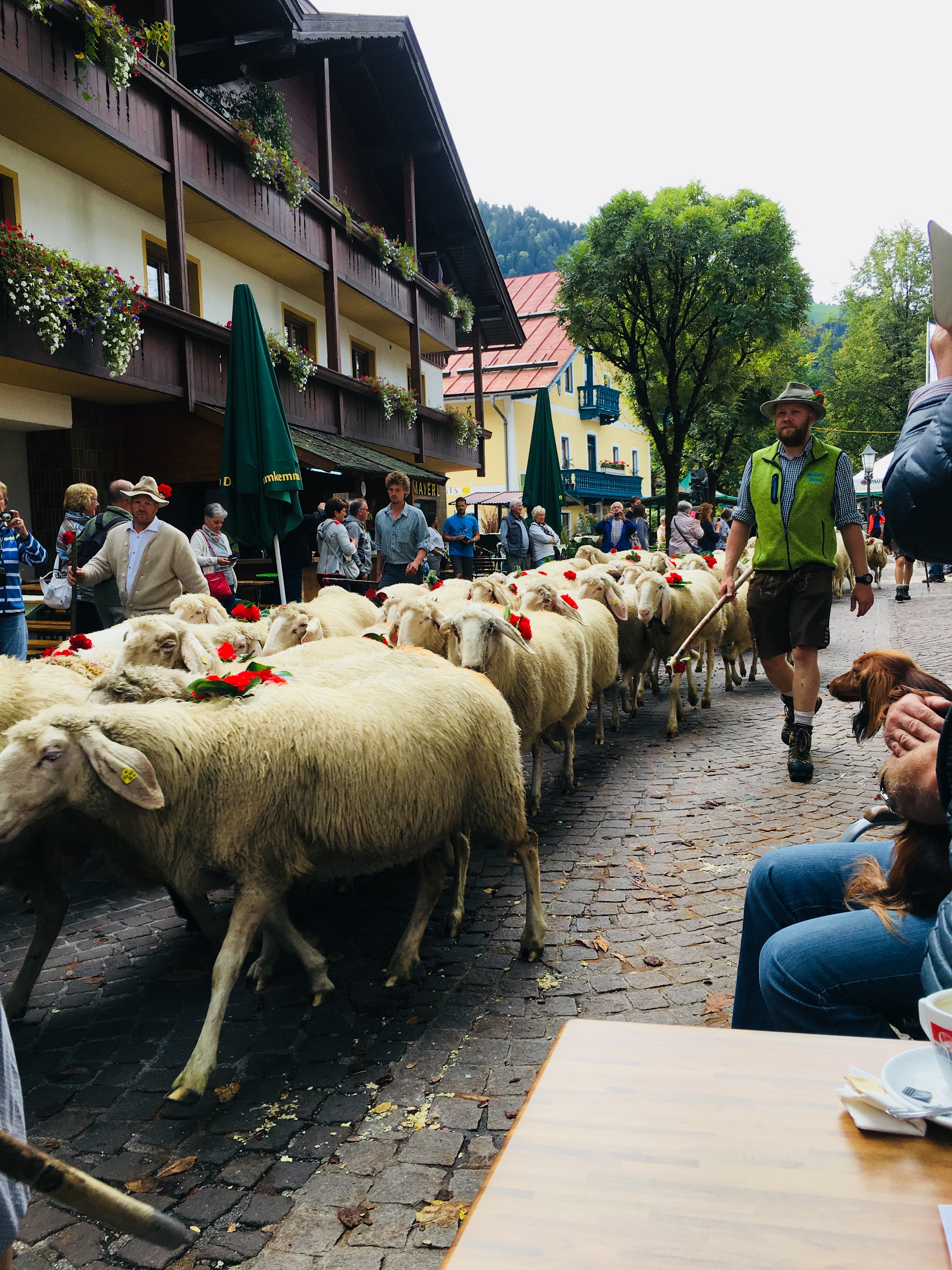 Schafe im Dorf